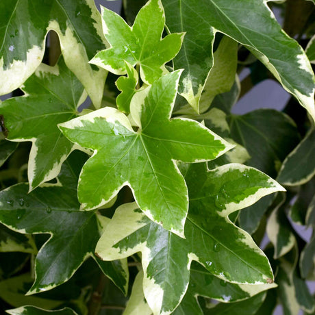 Large Green Variegated Foliage of the Angyo Star Fatshedera (commonly called bush ivy or tree ivy)