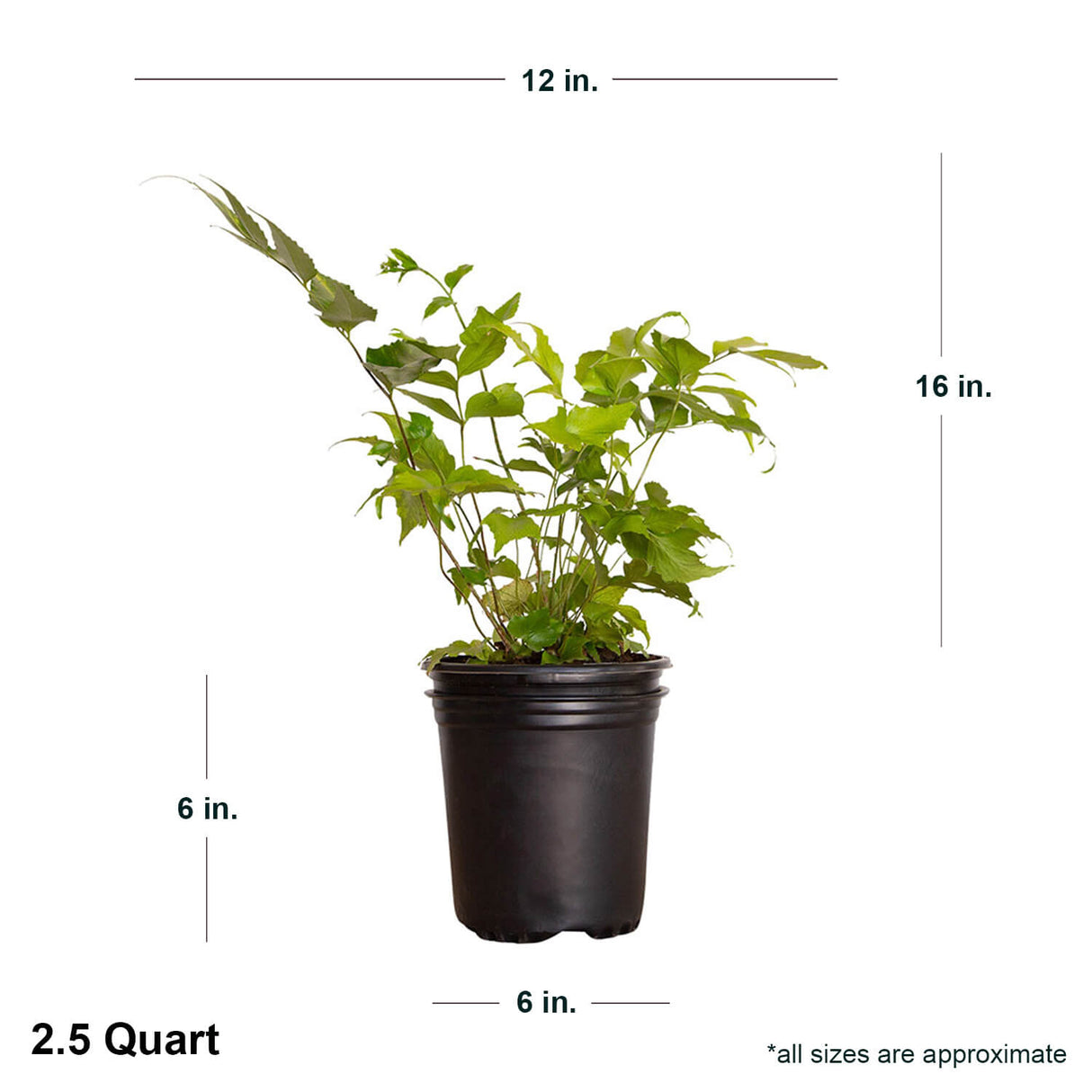 Image of a Holly Fern (Cyrtomium falcatum) fern for sale online at plants by mail online garden center and nursery with a white back ground and measurement of the plant that will ship around the plant