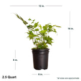 Image of a Holly Fern (Cyrtomium falcatum) fern for sale online at plants by mail online garden center and nursery with a white back ground and measurement of the plant that will ship around the plant