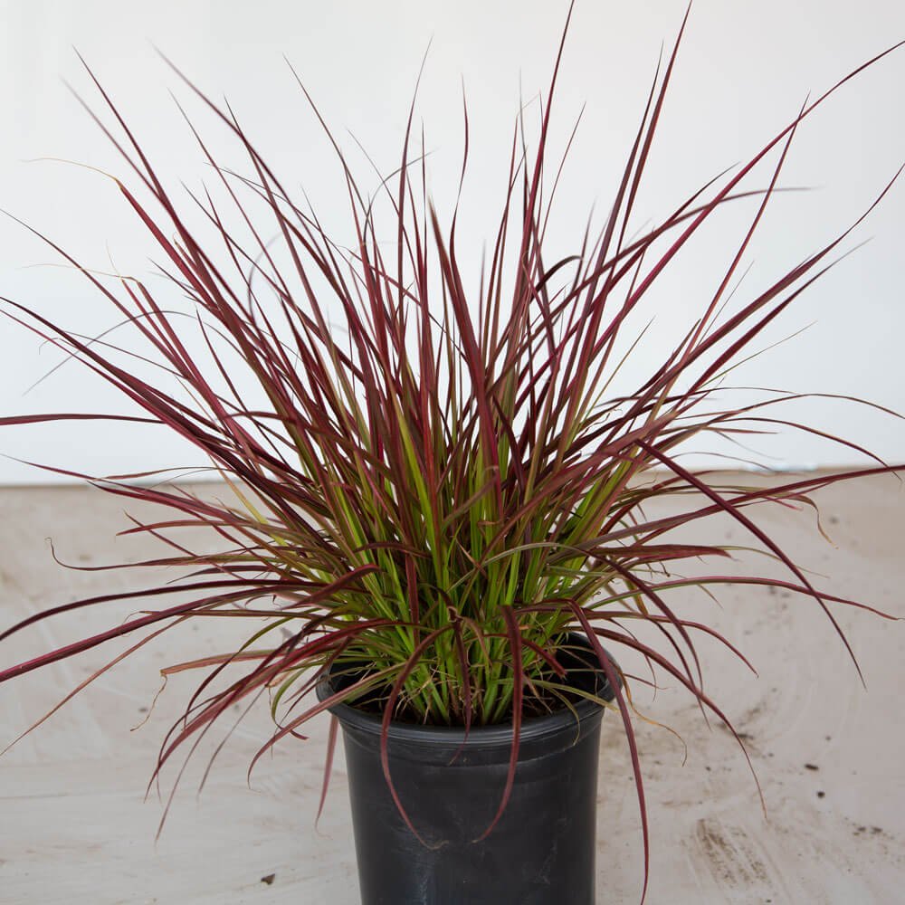 Fireworks Pennisetum Grass