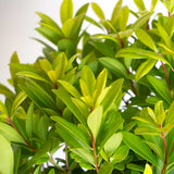 Golden foliage of Florida Sunshine Illicium shrub