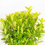 Illicium parviflorum with vibrant yellow-green foliage
