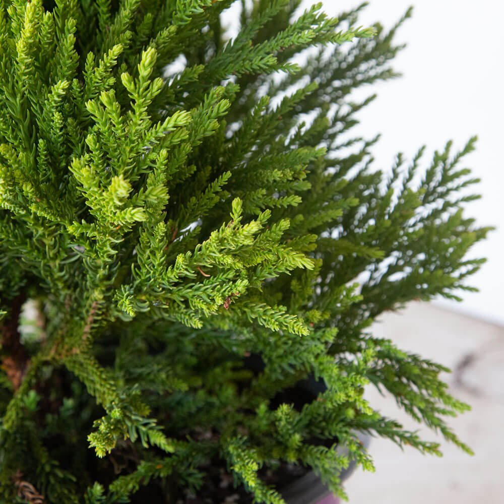 Chapel View Japanese Cedar | Shop Online – Plants by Mail