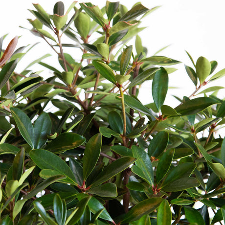 Clevera japonica foliage