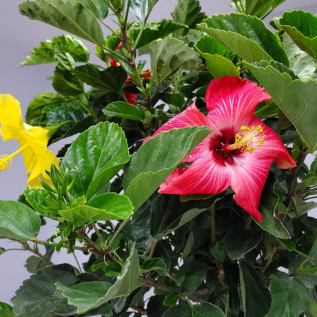 Yellow Hibiscus flowers and Pink Hibiscus Flowerswith yellow center surrounded by large green leaves