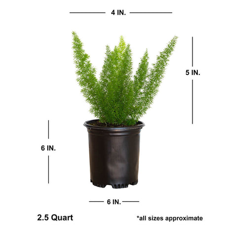 Dimensions of the foxtail fern plant. Shipped plant is approx 5 inches tall by 4 inches wide