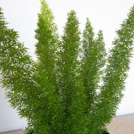 2.5 Quart Foxtail fern in a black pot. Light green foliage