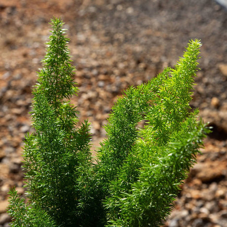 2.5 Quart Foxtail fern in a black pot. Light green foliage