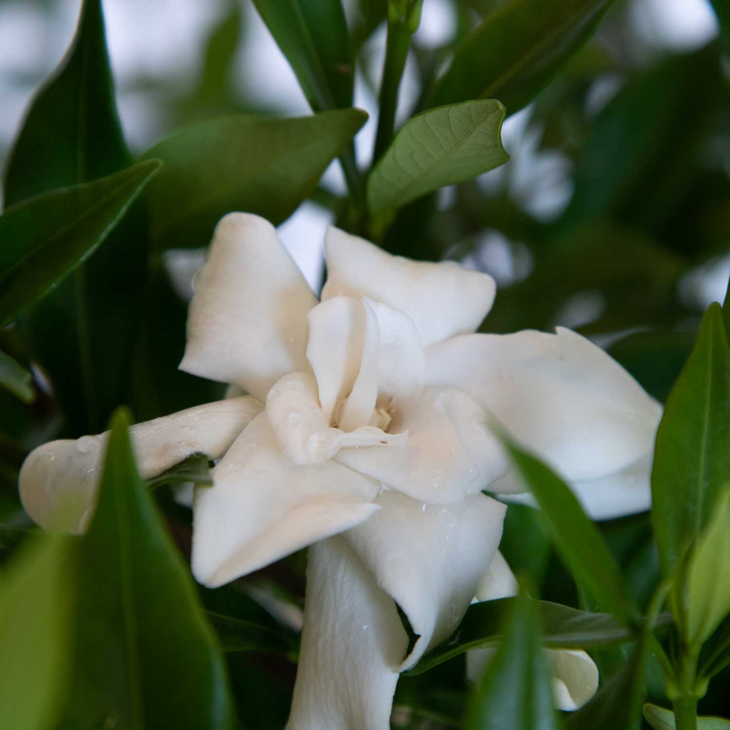 Frost Proof Gardenia