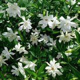 White flowers of a Frostproof Gardenia plant with green leaves in a natural setting