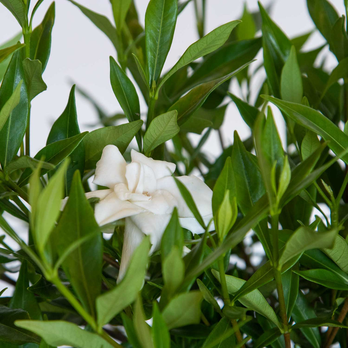 Frost proof gardenia shrub white bloom and green foliage