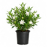 Potted Frost Proof Gardenia plant with white flowers and green leaves on a white background