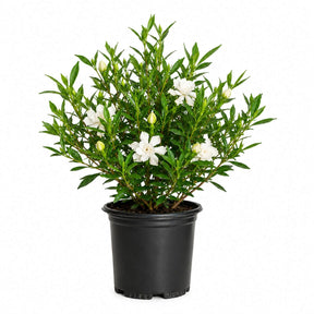 Potted Frost Proof Gardenia plant with white flowers and green leaves on a white background