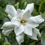 Double form gardenia blooms of the Frost Proof Gardenia bush
