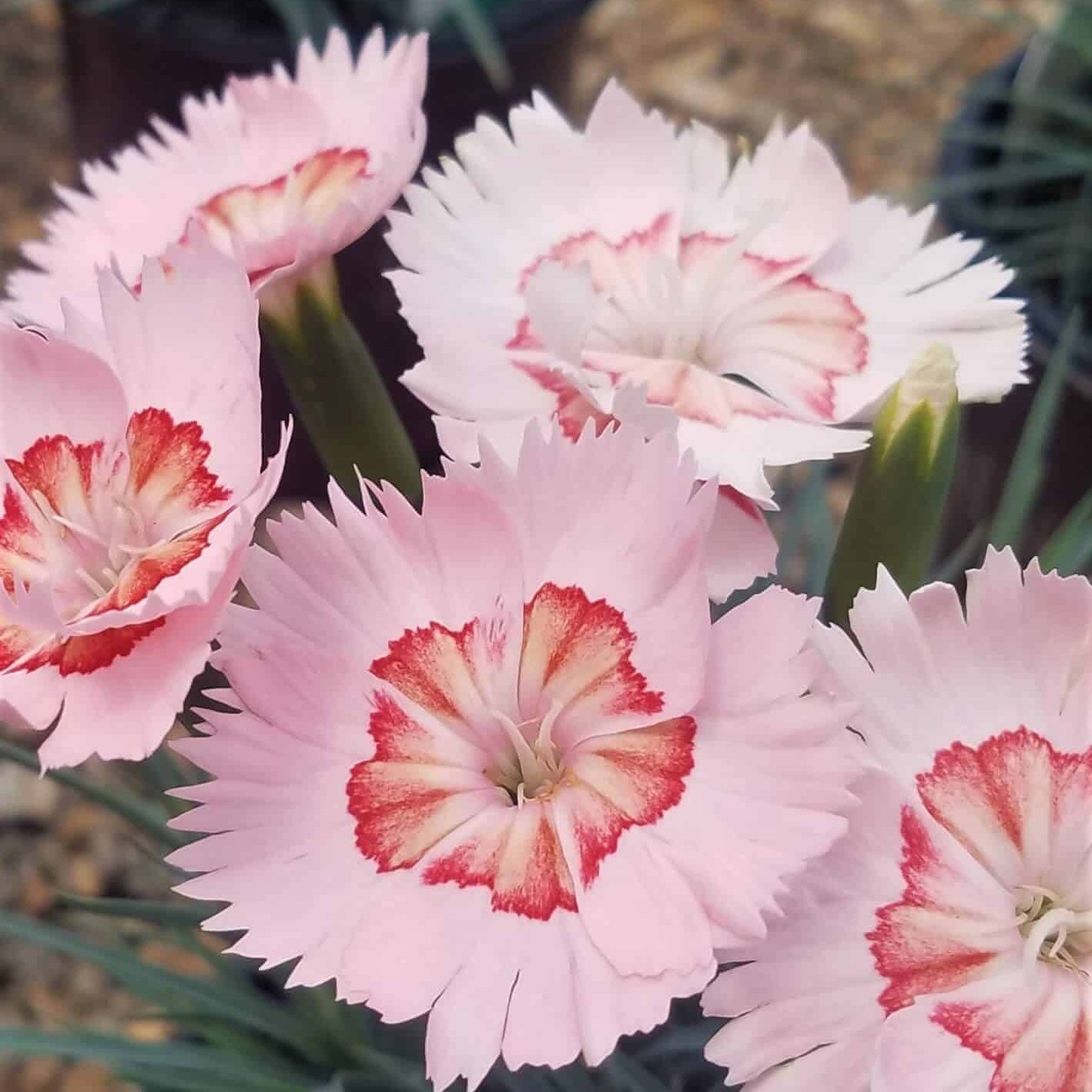 American Pie Georgia Peach Dianthus - Thumbnail 4