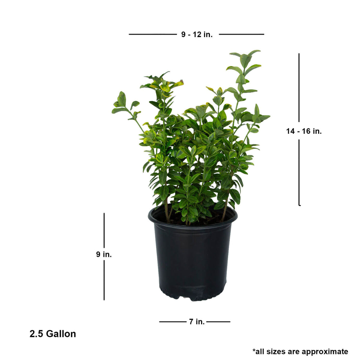 fertilizer for euonymus plant Golden Euonymus Shrub