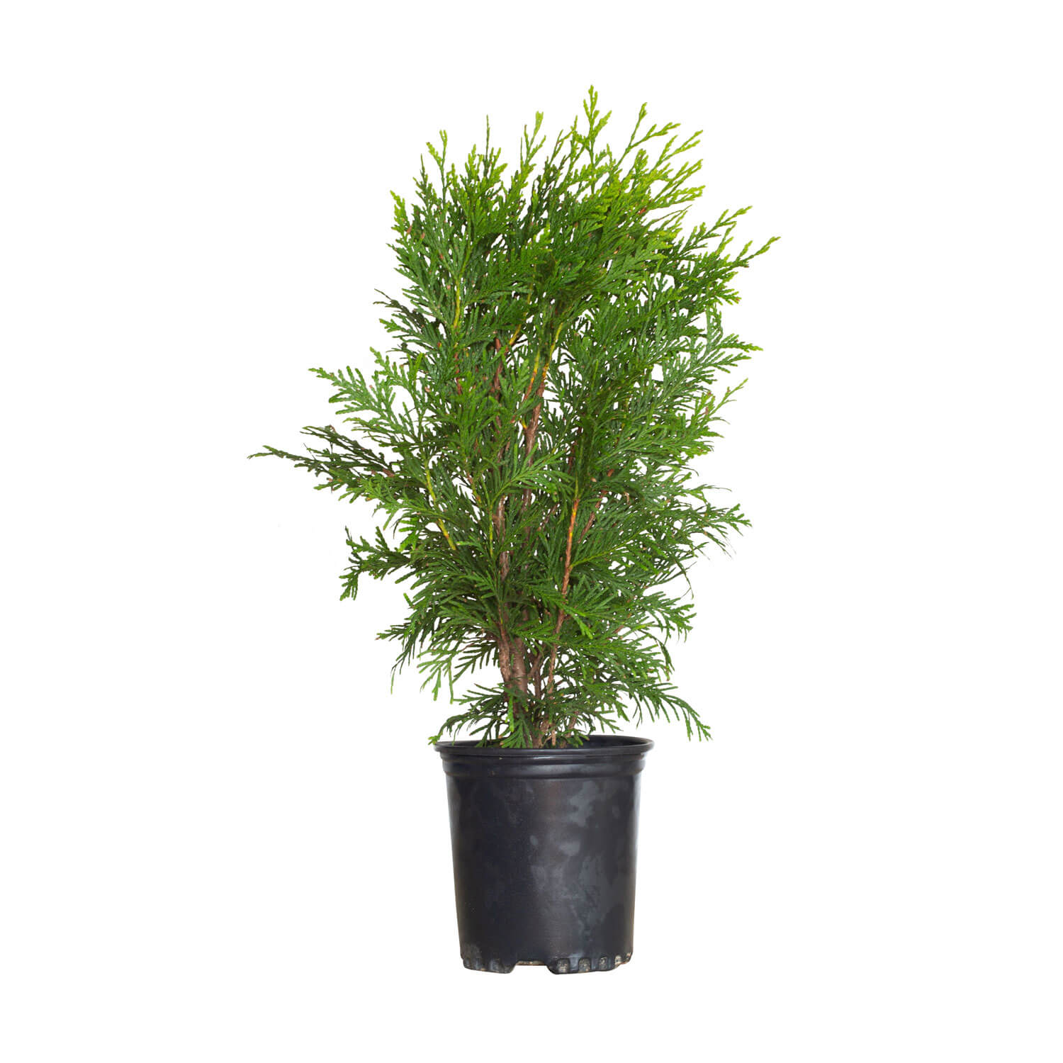 Green Giant Arborvitae - Evergreen Privacy Thuja