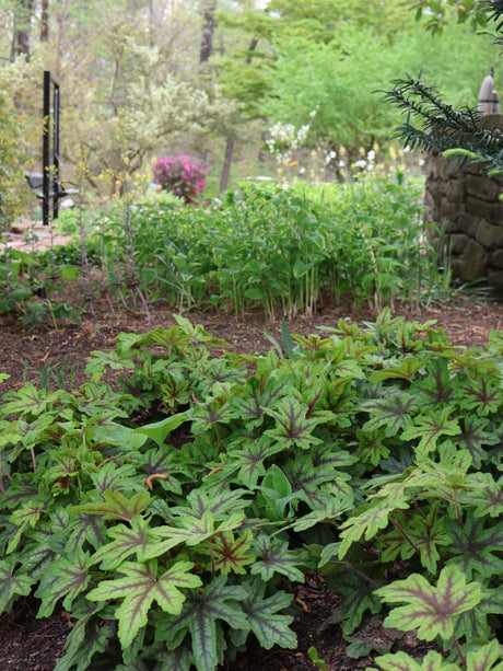 Shade garden setting featuring Alabama Sunrise perennial heucherella plants in a landscape