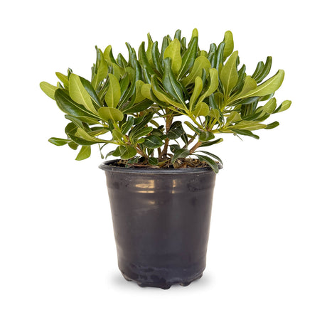 3 Quart Green Pittosporum for sale with green foliage in a black nursery pot