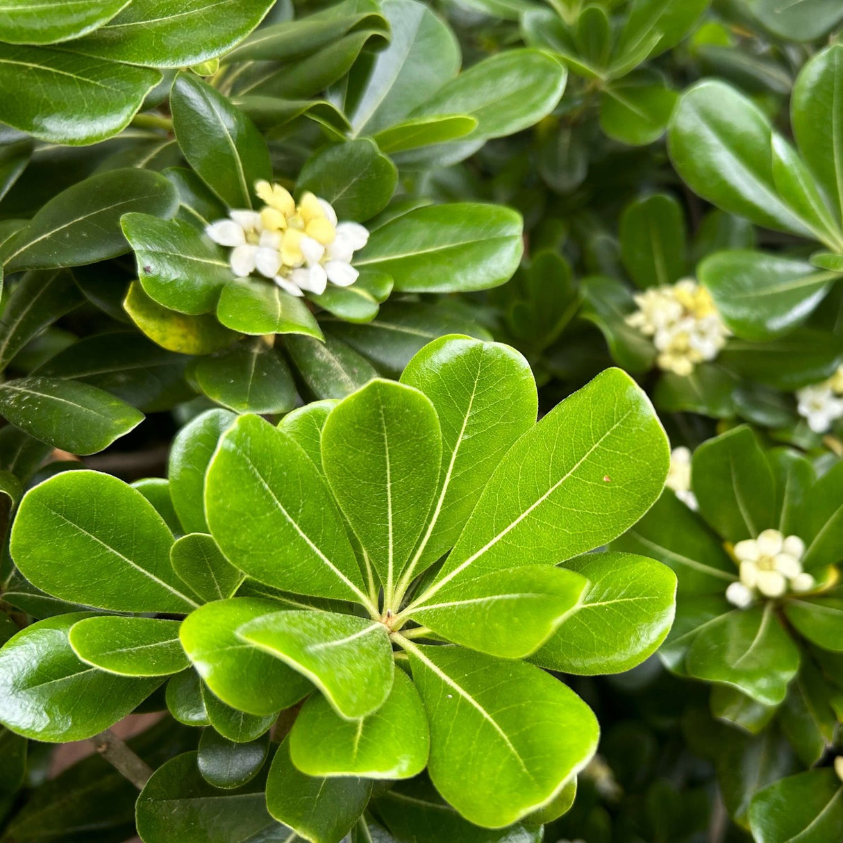 Green Pittosporum (Japanese Cheese Wood) – Plants by Mail