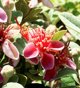 Close-up of pink and red pineapple guava flowers with green leaves in a natural outdoor setting.
