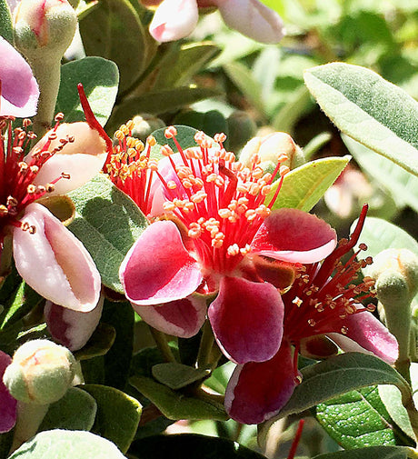 Close-up of pink and red pineapple guava flowers with green leaves in a natural outdoor setting.