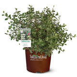 Southern Living Plant Collection  flowering bambina pineapple guava shrub in a brown plastic nursery pot, shown on a white background.