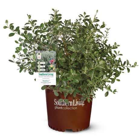 Southern Living Plant Collection  flowering bambina pineapple guava shrub in a brown plastic nursery pot, shown on a white background.