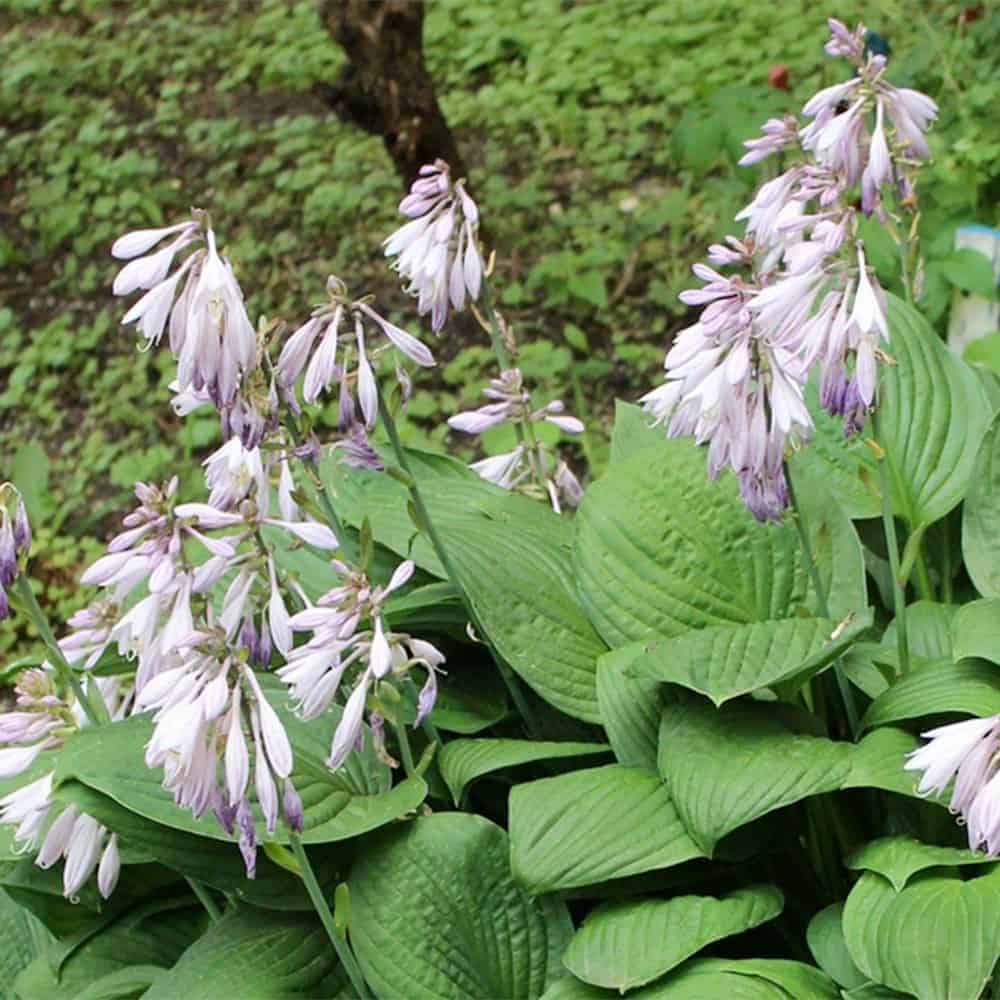 Halcyon Hosta