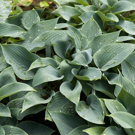blue green hosta foliage