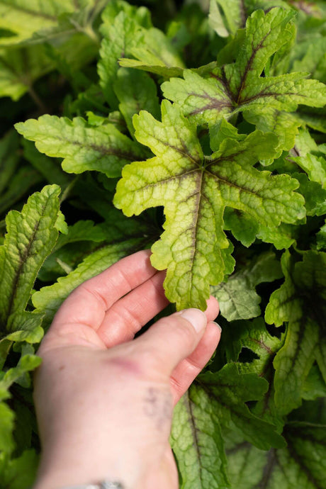Hand holding a leaf of a green Alabama Sunrise Heucherella (Foamy Bells) plant with red-burgundy veins