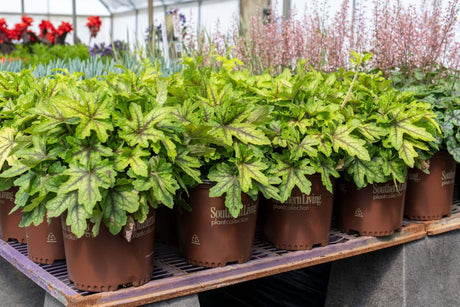 Row of potted Alabama Beauty Heucherella (Hybrid of Heuchera and Tiarella plants) on a metal rack in a greenhouse setting