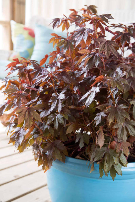 panama red hibiscus in a blue patio container with burgundy foliage 