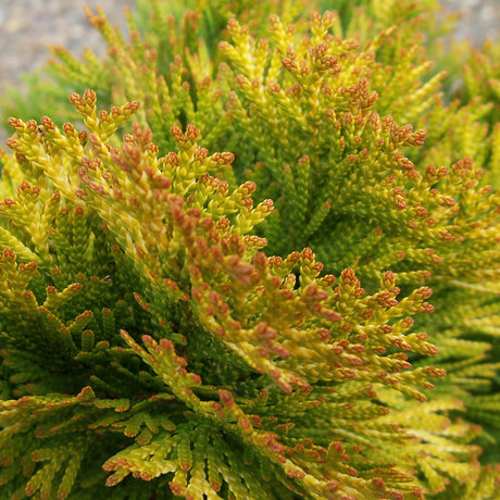 Highlights Thuja close-up of a yellow and green shrub with small red buds
