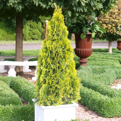 Highlights Arborvitae for sale is a tall green shrub in a pot surrounded by neatly trimmed bushes in a garden setting.