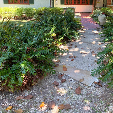 Pathway lined with greenery of Holly Ferns and plants in a garden setting