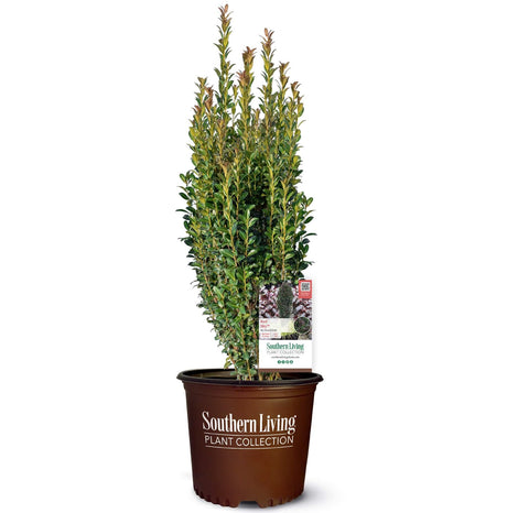 Potted Red Sky Pencil Holly plant with a Southern Living label on a white background