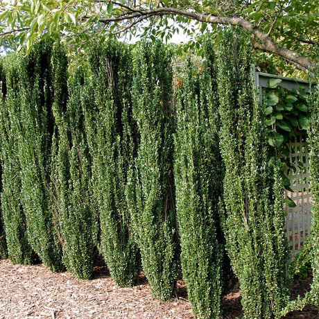 holly sky pencil ilex privacy trees for landscaping borders