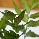 Holly Fern Spores on the bottom of the leaves