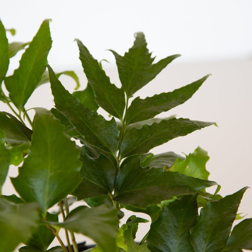 Holly Fern leaves with dark green foliage that features slightly rippled edges
