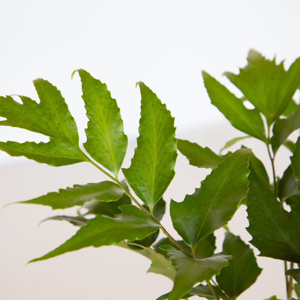 Bright green holly fern foliage