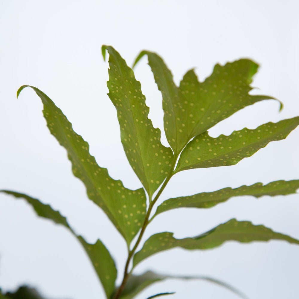 Holly Fern showing spores on the bottom of the leaves