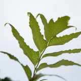 Holly Fern showing spores on the bottom of the leaves