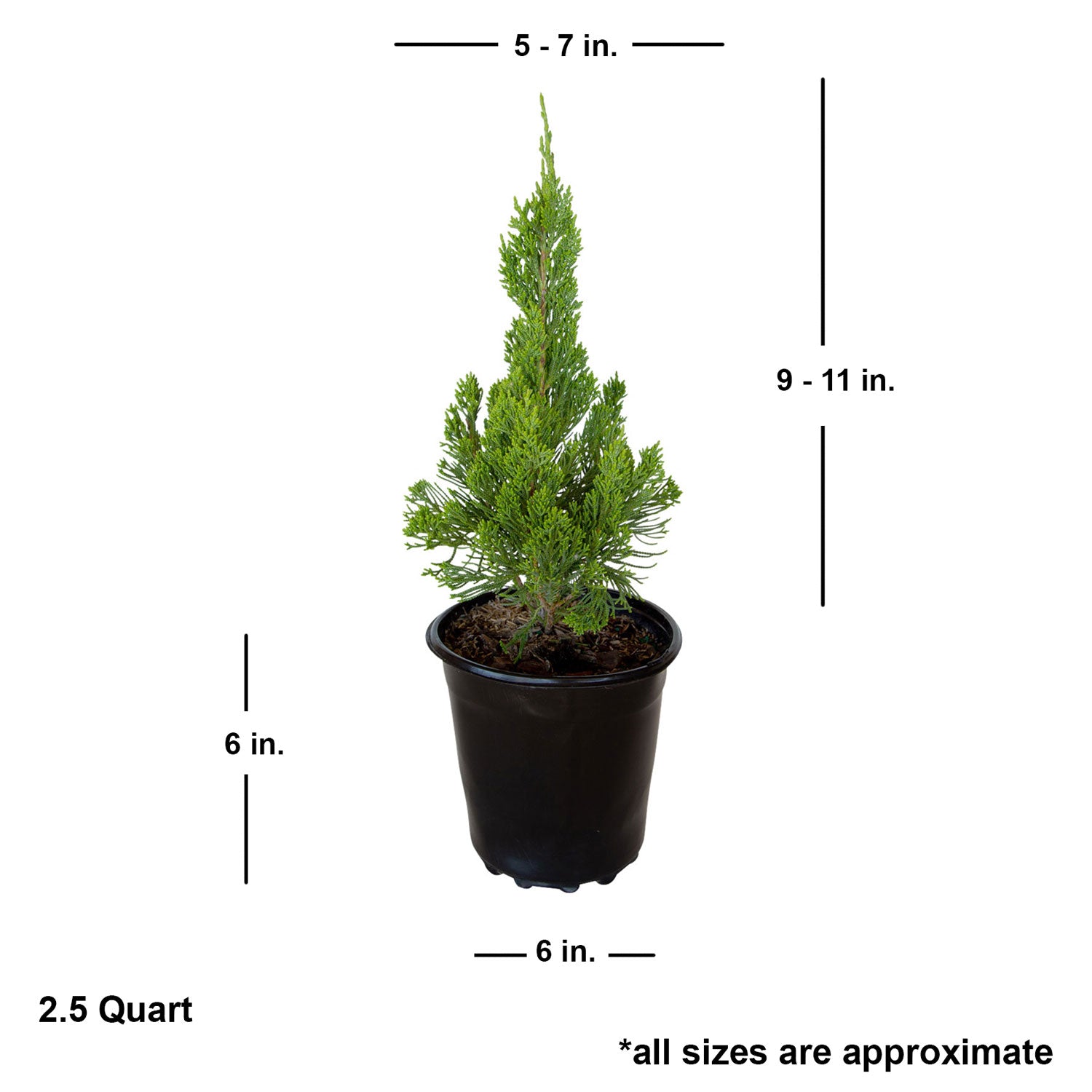 Hollywood Juniper Torulosa | Evergreen Shrub – Plants by Mail