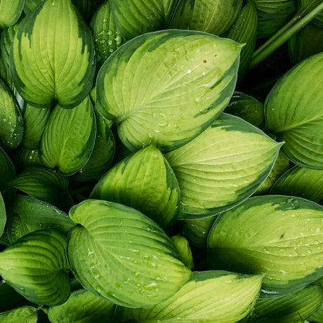 Close-up of Hosta Guacamole foliage showing bright chartreuse center and dark green edges