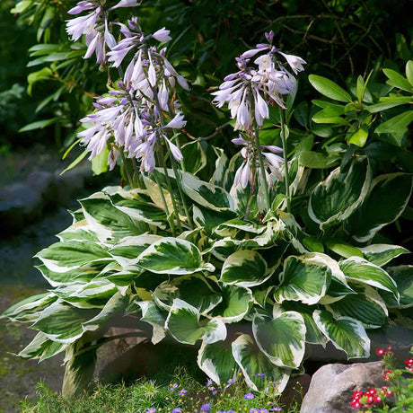 Hosta Patriot blooming in the landscape. Patriot Hosta has striking variegated cream and green foliage