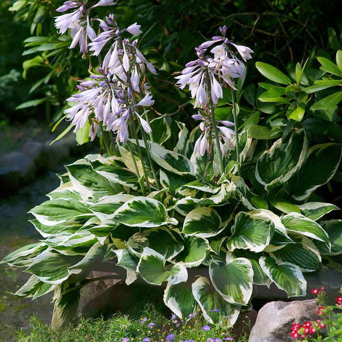 Hosta Patriot blooming in the landscape. Patriot Hosta has striking variegated cream and green foliage