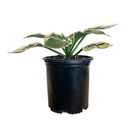 2.5 Quart Hosta Patriot for sale with variegated leaves that are green in the center and light beige on the edge in a black nursery pot on a white background