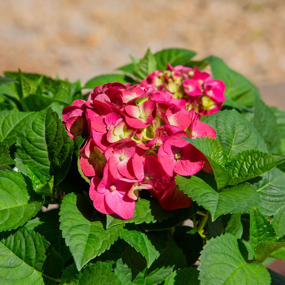 Summer Crush Hydrangea