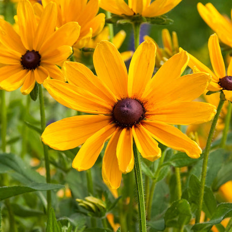 Indian Summer Black-Eyed Susan Rudbeckia for sale with bold yellow flower featuring brown center and upright habit